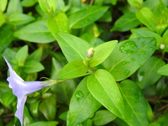 Vinca difformis