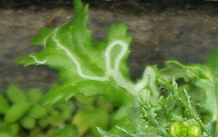 Agromyzidae