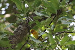 Piranga bidentata