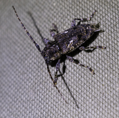 Aegomorphus circumflexus