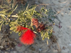 Calliandra californica