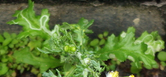 Agromyzidae