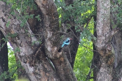 Halcyon senegalensis