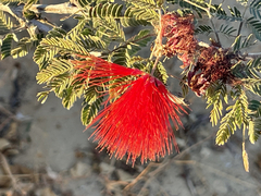 Calliandra californica