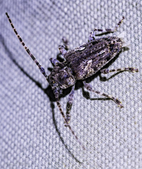 Aegomorphus circumflexus