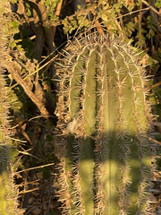 Pachycereus