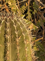 Pachycereus