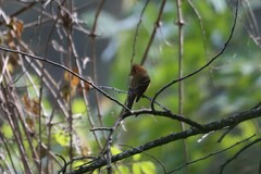 Mitrephanes phaeocercus