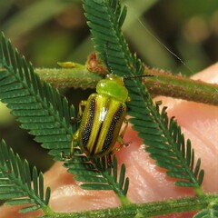 Calomela juncta