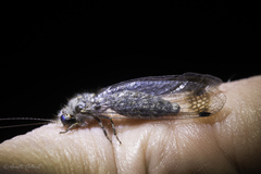 Ululodes macleayanus