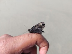Eudaminae