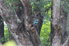 Halcyon senegalensis