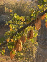 Diphysa occidentalis