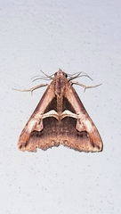 Melipotis bisinuata