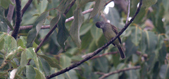 Elaenia flavogaster