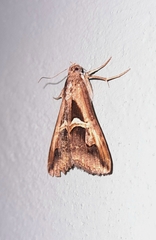 Melipotis bisinuata