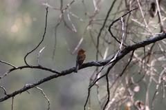 Mitrephanes phaeocercus