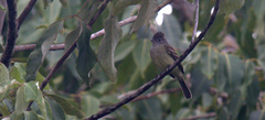 Elaenia flavogaster