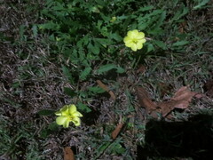 Oenothera humifusa