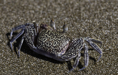 Ocypode gaudichaudii