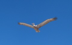 Pelecanus occidentalis urinator