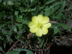 Oenothera humifusa