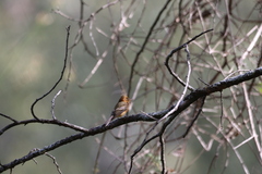 Mitrephanes phaeocercus