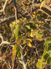 Erythrostemon pannosus