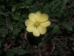 Oenothera humifusa