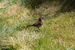 Cinclodes albidiventris