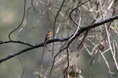 Mitrephanes phaeocercus