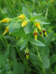 Cerinthe