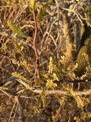 Bursera microphylla