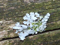 Parmelina tiliacea