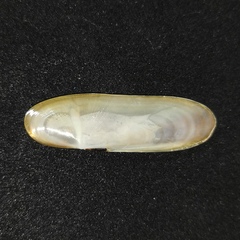 Siliqua pulchella