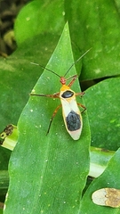 Castolus plagiaticollis