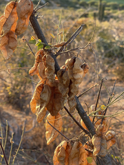 Diphysa occidentalis