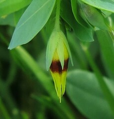 Cerinthe