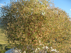 Stellaria dichotoma