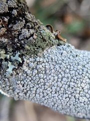Pertusaria subpertusa