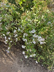 Ageratina herbacea