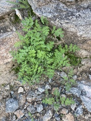 Hydrophylloideae