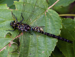 Aeshna umbrosa umbrosa