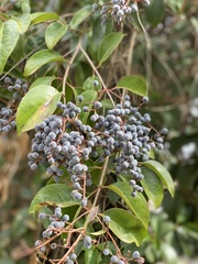 Ligustrum lucidum
