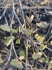 Erythrostemon pannosus