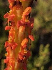 Disa chrysostachya