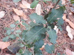 Quercus ilex