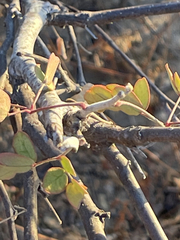 Erythrostemon pannosus