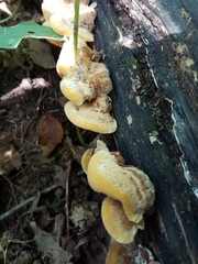 Inonotus cuticularis