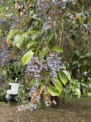 Ligustrum lucidum